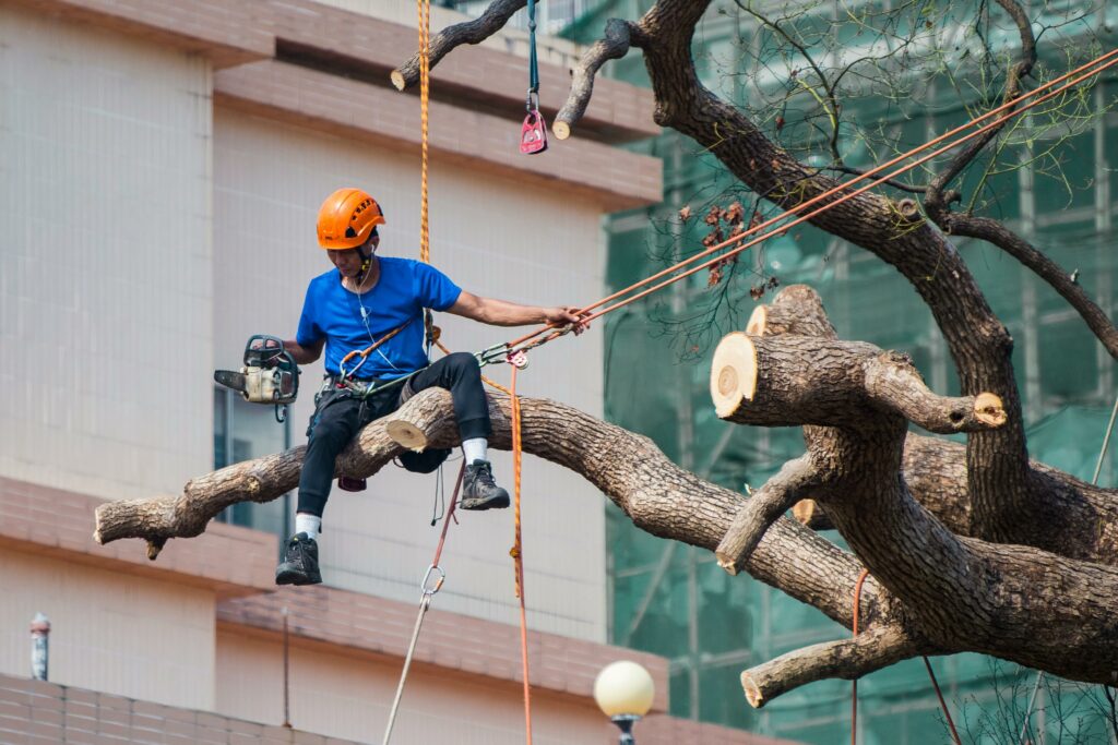Keep Your Trees Safe & Healthy